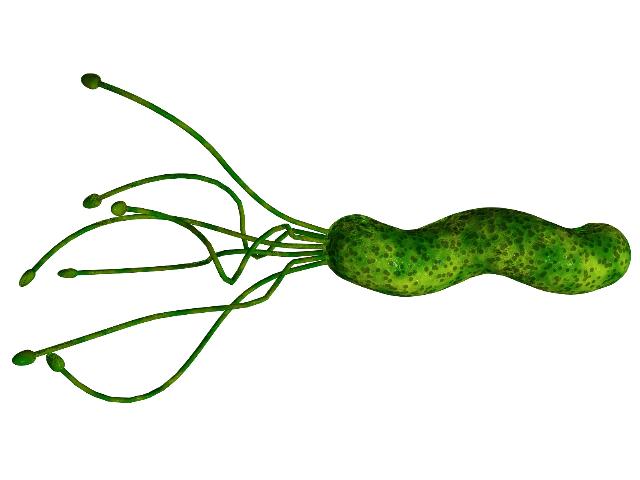 Tratamientos naturales para la infección por Helicobacter Pylori Tratamientos naturales para la infección por Helicobacter Pylori